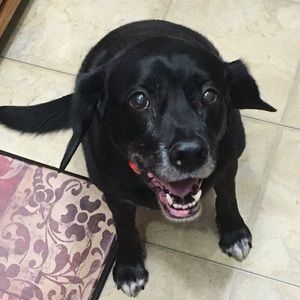 Meet your Posher, Toni